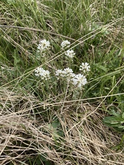 Noccaea fendleri