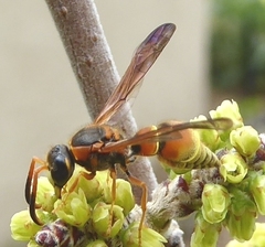 Ancistrocerus lineativentris