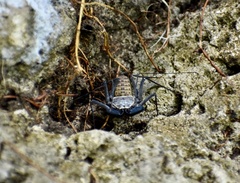Phrynus operculatus