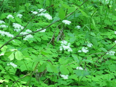 Thalictrum filamentosum