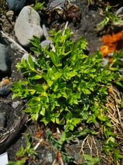 Honckenya peploides major