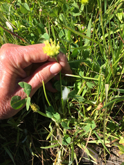 Trifolium fucatum
