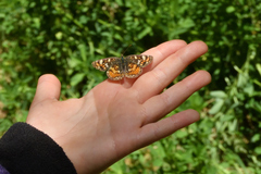 Phyciodes pulchella camillus