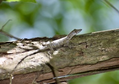 Anolis angusticeps