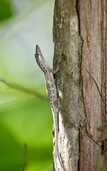 Anolis angusticeps