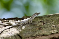 Anolis angusticeps