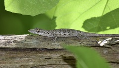 Anolis angusticeps