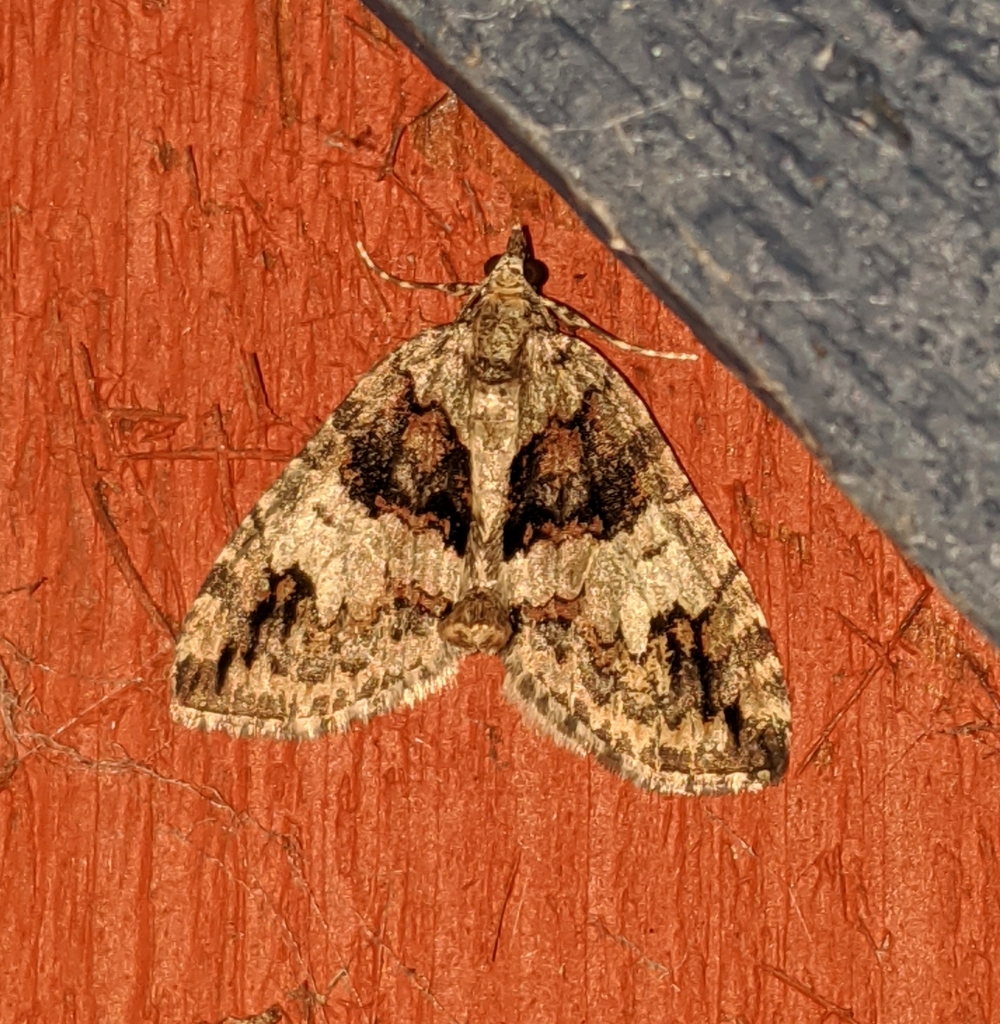 Hydriomena californiata