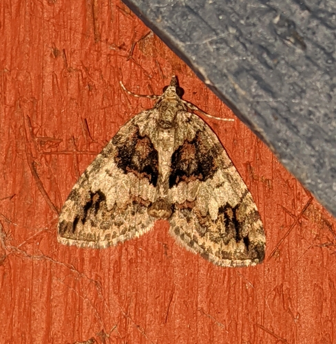 Hydriomena californiata