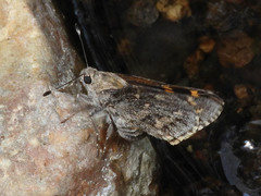 Agathymus baueri baueri