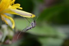 Ochlerotatus