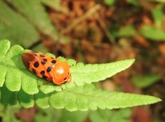 Cosmoscarta septempunctata