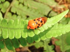 Cosmoscarta septempunctata