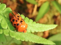 Cosmoscarta septempunctata