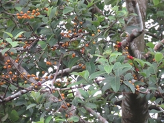 Ficus exasperata