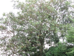 Ficus exasperata