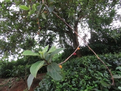 Ficus exasperata