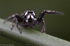 Metaphidippus manni