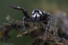 Metaphidippus manni