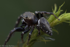 Metaphidippus manni