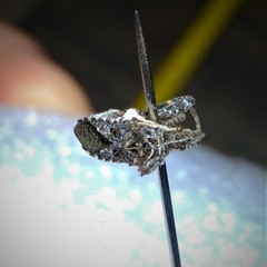 Merocoris