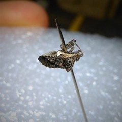 Merocoris