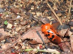 Cosmoscarta dorsimacula