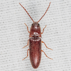 Dipropus simplex