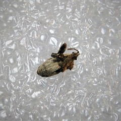 Merocoris