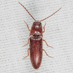 Dipropus simplex