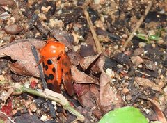 Cosmoscarta dorsimacula