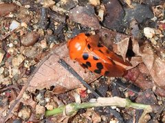 Cosmoscarta dorsimacula