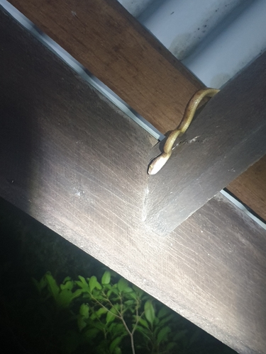 Brown Tree Snake sighting
