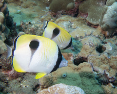 Chaetodon unimaculatus
