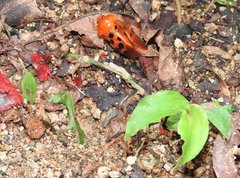 Cosmoscarta dorsimacula