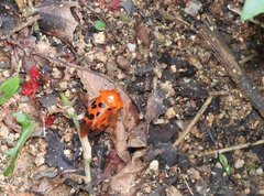 Cosmoscarta dorsimacula