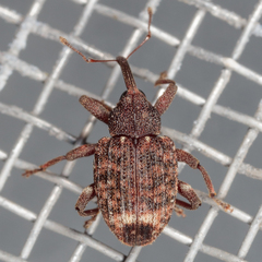 Conotrachelus posticatus