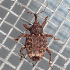 Conotrachelus posticatus