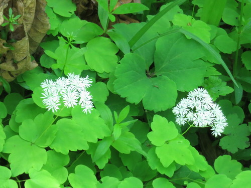 Image of Thalictrum filamentosum by (c) Repina Tatyana, some rights reserved (CC BY)