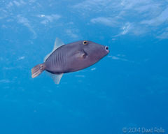 Cantherhines dumerilii