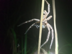 Neosparassus salacius