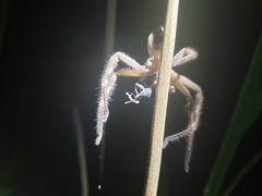 Neosparassus salacius