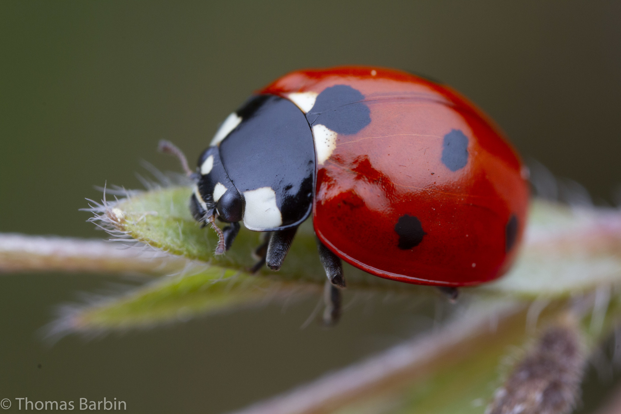 Genus Coccinella iNaturalist