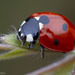 Coccinella - Photo (c) Thomas Barbin, some rights reserved (CC BY-NC), uploaded by Thomas Barbin