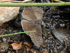 Erynnis meridianus