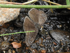 Erynnis meridianus