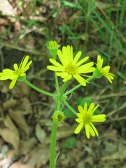 Tephroseris kirilowii