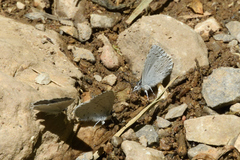 Celastrina echo sidara
