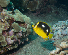 Chaetodon quadrimaculatus