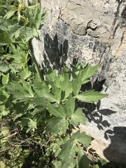 Levisticum officinale